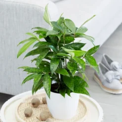 Dracaena Surculosa -Cheap Plants Store pl2000034374 card3 lg