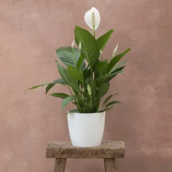 Spathiphyllum Bingo Cupido ('Spapril') (PBR) 5 Spathiphyllum Bingo Cupido ('Spapril') (PBR) -Cheap Plants Store pl2000034375 card3 lg