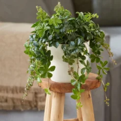 Cissus Striata -Cheap Plants Store pl2000034386 card3 lg