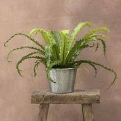 Asplenium Antiquum 'Osaka'