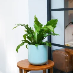 Asplenium Nidus 'Campio' (PBR) -Cheap Plants Store pl2000034388 card3 lg