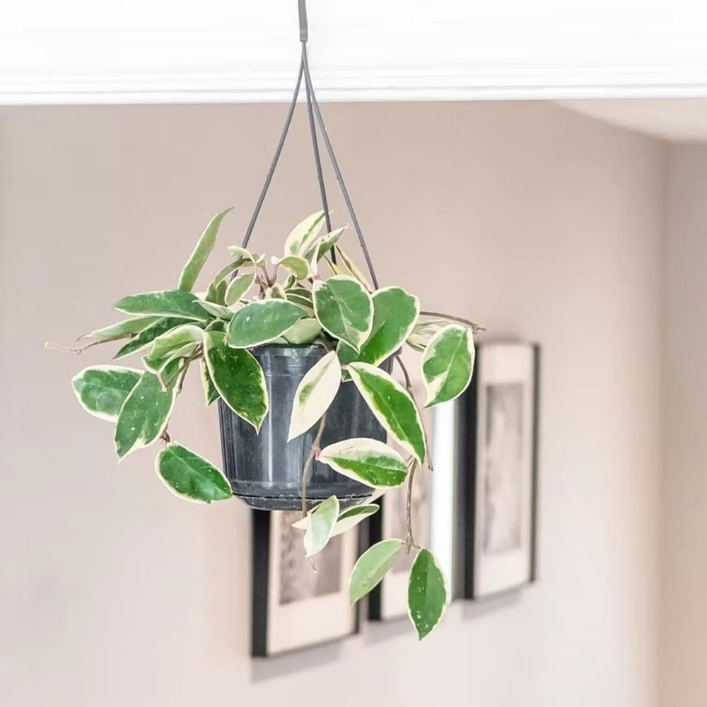 Hoya Carnosa 'Krimson Queen' 3 Hoya Carnosa 'Krimson Queen' - Image 3