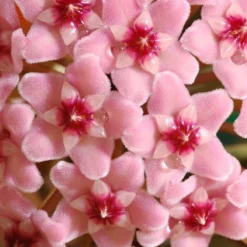 Hoya Carnosa 'Krimson Queen' 9 Hoya Carnosa 'Krimson Queen' -Cheap Plants Store pl2000034389 card5 lg