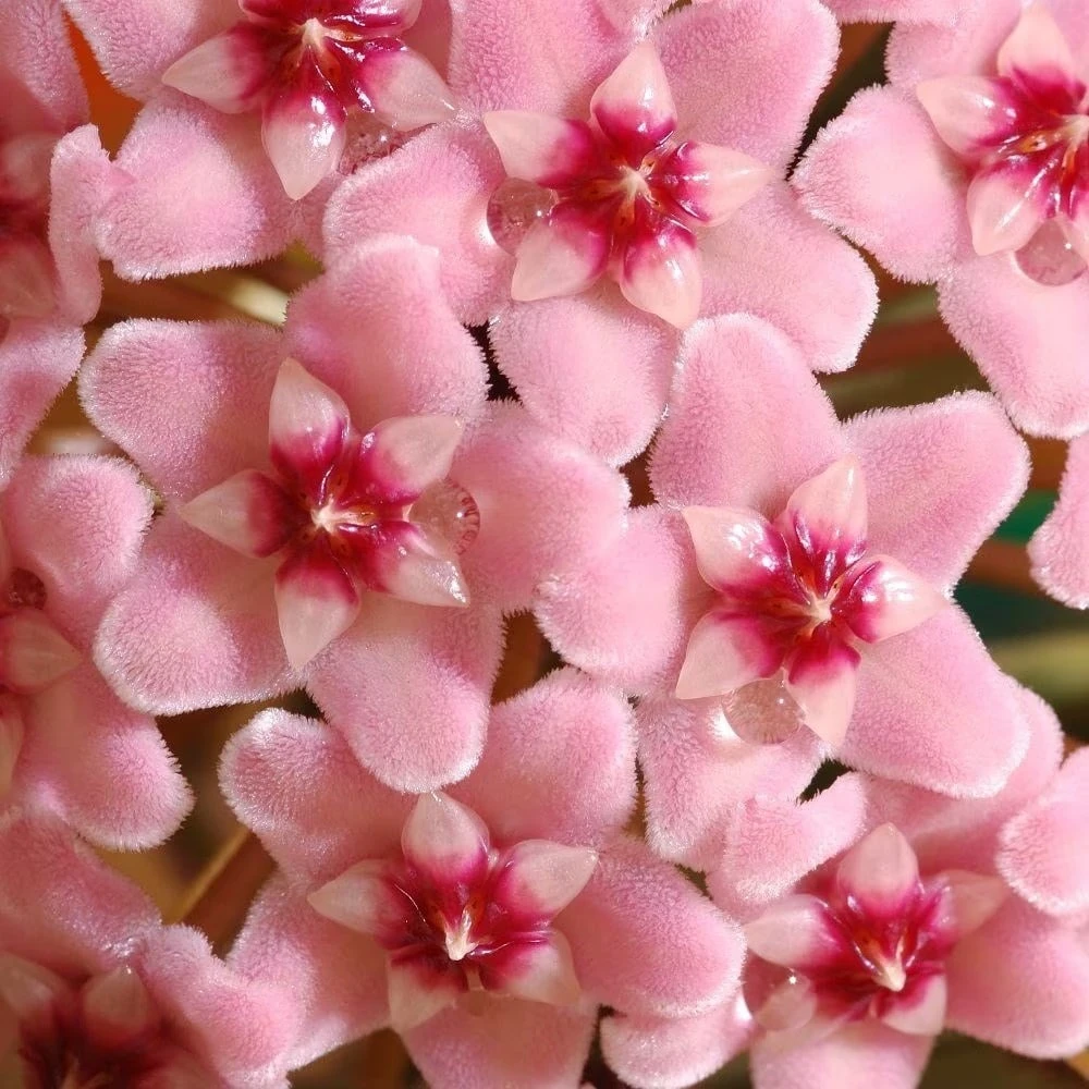 Hoya Carnosa 'Krimson Queen' 5 Hoya Carnosa 'Krimson Queen' - Image 5