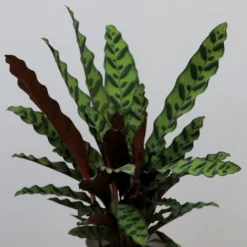 Goeppertia Lancifolia -Cheap Plants Store pl2000034393 card3 lg