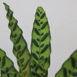 Goeppertia Lancifolia -Cheap Plants Store pl2000034393 card4 lg