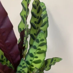 Goeppertia Lancifolia -Cheap Plants Store pl2000034393 card5 lg