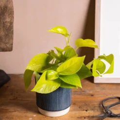 Epipremnum Pinnatum 'Golden Pothos' -Cheap Plants Store pl2000034398 card3 lg