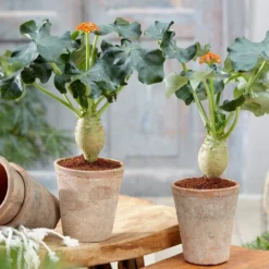 Jatropha Podagrica -Cheap Plants Store pl2000034415 card3 lg