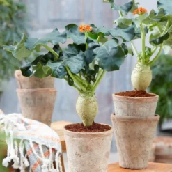 Jatropha Podagrica -Cheap Plants Store pl2000034415 card4 lg