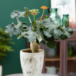 Jatropha Podagrica -Cheap Plants Store pl2000034415 card5 lg