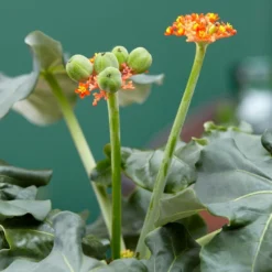 Jatropha Podagrica -Cheap Plants Store pl2000034415 card6 lg