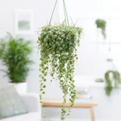 Peperomia Prostrata 5 Peperomia Prostrata -Cheap Plants Store pl2000034430 card3 lg