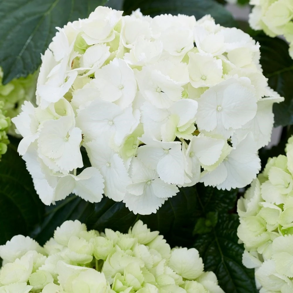 Hydrangea Macrophylla 'Schneeball' 2 Hydrangea Macrophylla 'Schneeball' - Image 2