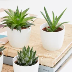 Aloe And Haworthia Succulent Collection -Cheap Plants Store pl2000034438 card3 lg