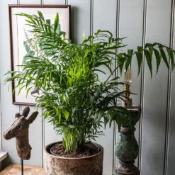 Chamaedorea Elegans -Cheap Plants Store pl2000034445 card3 lg