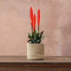 Vriesea 'Era' (PBR) -Cheap Plants Store pl2000034449 card3 lg