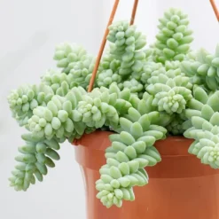 Sedum Morganianum -Cheap Plants Store pl2000034457 card4 lg