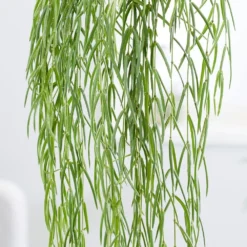 Hoya Linearis -Cheap Plants Store pl2000034464 card4 lg