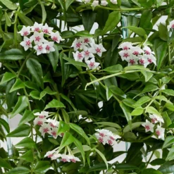Hoya Lanceolata Subsp. Bella -Cheap Plants Store pl2000034465 card4 lg