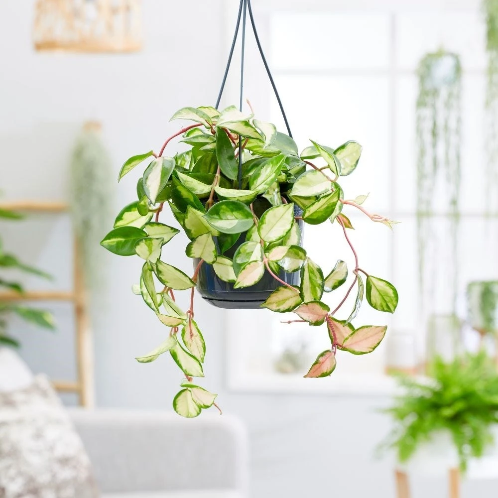 Hoya Carnosa 'Tricolor' 3 Hoya Carnosa 'Tricolor' - Image 3