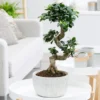 Ficus Microcarpa 'Ginseng' In Bowl Pot