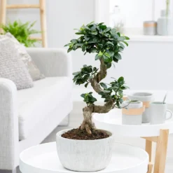 Ficus Microcarpa 'Ginseng' In Bowl Pot -Cheap Plants Store pl2000034470 card3 lg
