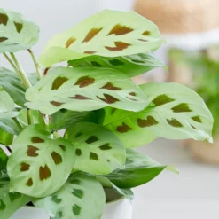 Maranta Leuconeura -Cheap Plants Store pl2000034472 card3 lg