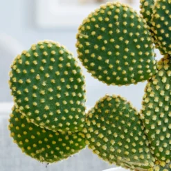 Opuntia Microdasys -Cheap Plants Store pl2000034473 card3 lg