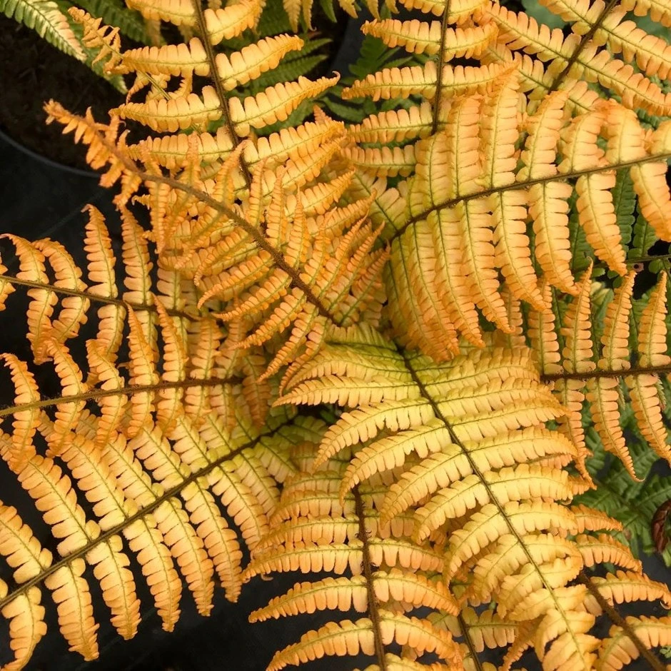 Dryopteris Wallichiana Jurassic Gold ('Hollasic') (PBR) 1 Dryopteris Wallichiana Jurassic Gold ('Hollasic') (PBR)