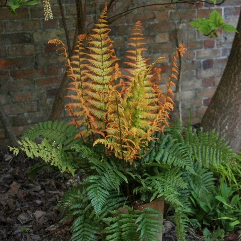 Dryopteris Wallichiana Jurassic Gold ('Hollasic') (PBR) 2 Dryopteris Wallichiana Jurassic Gold ('Hollasic') (PBR) - Image 2