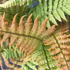 Dryopteris Wallichiana Jurassic Gold ('Hollasic') (PBR) 11 Dryopteris Wallichiana Jurassic Gold ('Hollasic') (PBR) -Cheap Plants Store pl2000034503 card6 lg