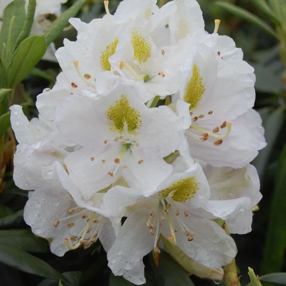 Rhododendron 'Madame Masson' 1 Rhododendron 'Madame Masson'
