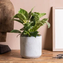 Philodendron 'Birkin'