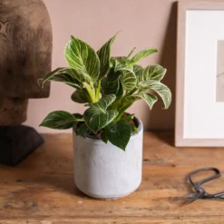 Philodendron 'Birkin' -Cheap Plants Store pl2000035827 card3 lg