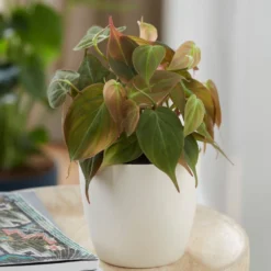 Philodendron Scandens 'Micans' -Cheap Plants Store pl2000035828 card3 lg