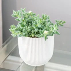 Delosperma Echinatum 5 Delosperma Echinatum -Cheap Plants Store pl2000035839 card3 lg