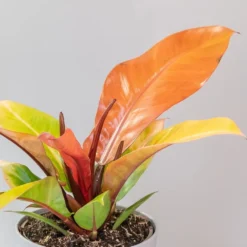 Philodendron 'Prince Of Orange' -Cheap Plants Store pl2000035844 card4 lg