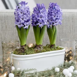 Scented Blue Hyacinths In A Ceramic Bowl -Cheap Plants Store pl2000035859 card3 lg