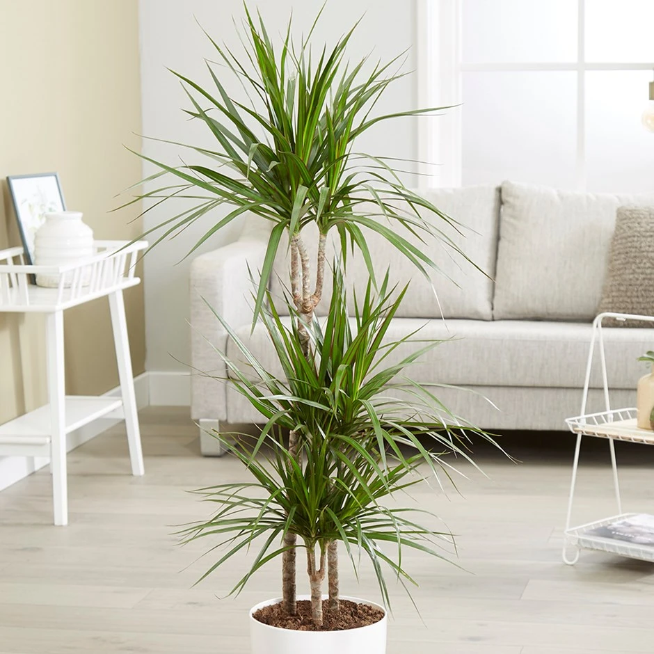 Dracaena Marginata 1 Dracaena Marginata