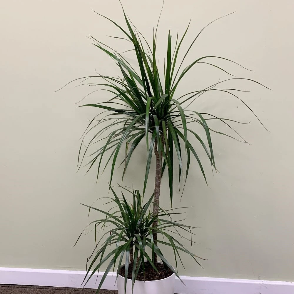 Dracaena Marginata 2 Dracaena Marginata - Image 2