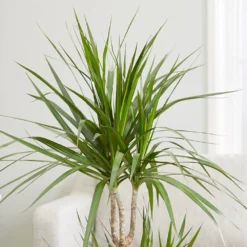 Dracaena Marginata 6 Dracaena Marginata -Cheap Plants Store pl2000035885 card3 lg