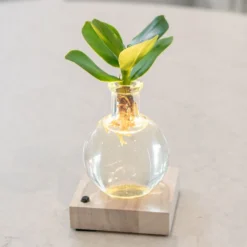 Hydroponic Clusia Rosea 'Princess' (PBR) And LED Light -Cheap Plants Store pl2000035890 card3 lg