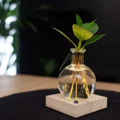 Hydroponic Clusia Rosea 'Princess' (PBR) And LED Light -Cheap Plants Store pl2000035890 card4 lg