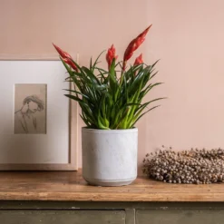 Vriesea 'Astrid' -Cheap Plants Store pl2000035902 card3 lg