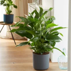 Spathiphyllum 'Sweet Lauretta' (PBR) -Cheap Plants Store pl2000035913 card3 lg