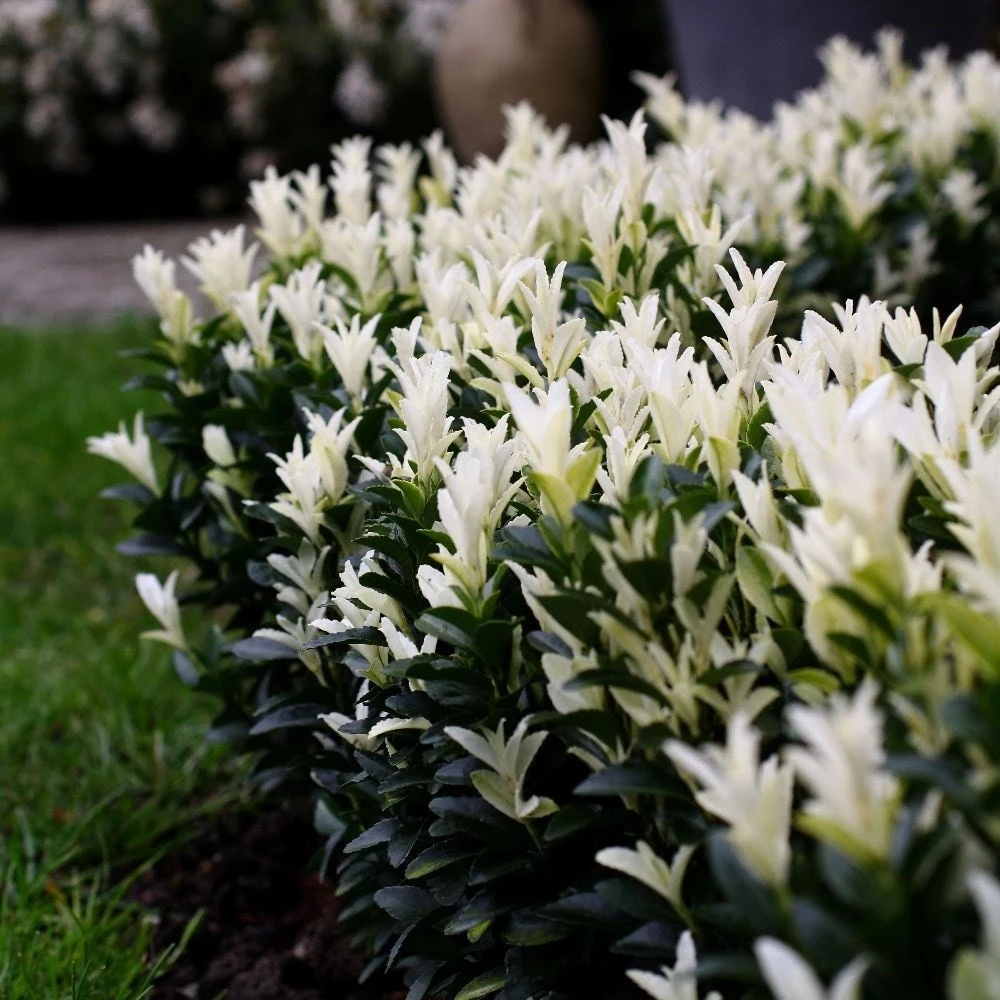 Euonymus Japonicus Paloma Blanca ('Lankveld03') (PBR) 2 Euonymus Japonicus Paloma Blanca ('Lankveld03') (PBR) - Image 2