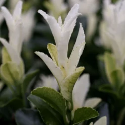 Euonymus Japonicus Paloma Blanca ('Lankveld03') (PBR) 5 Euonymus Japonicus Paloma Blanca ('Lankveld03') (PBR) -Cheap Plants Store pl2000036117 card3 lg