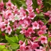 Weigela Picobella Rosa ('Tvp2') (PBR)