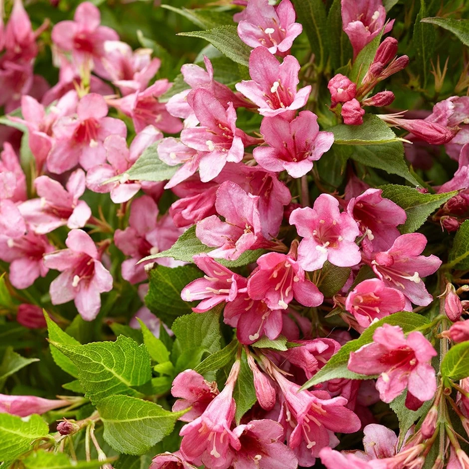Weigela Picobella Rosa ('Tvp2') (PBR) 1 Weigela Picobella Rosa ('Tvp2') (PBR)